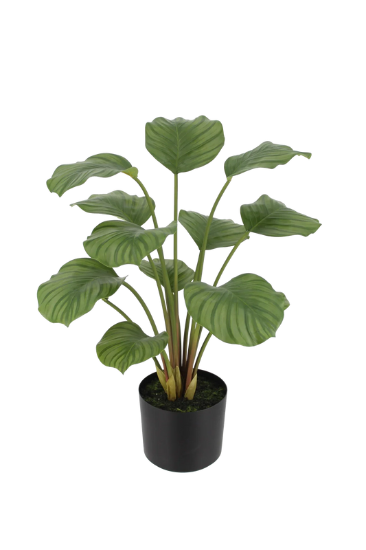 Künstliche Calathea - Catalina | 63 cm