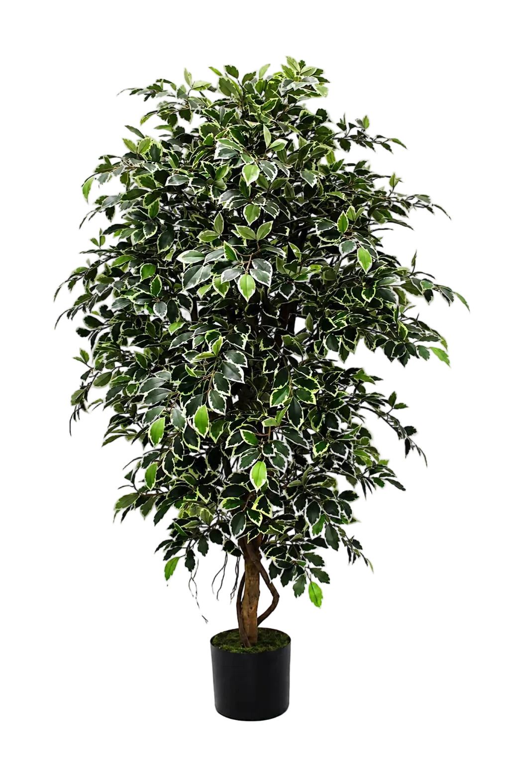 Künstlicher Ficus Retusa – Lysandros | 180 cm