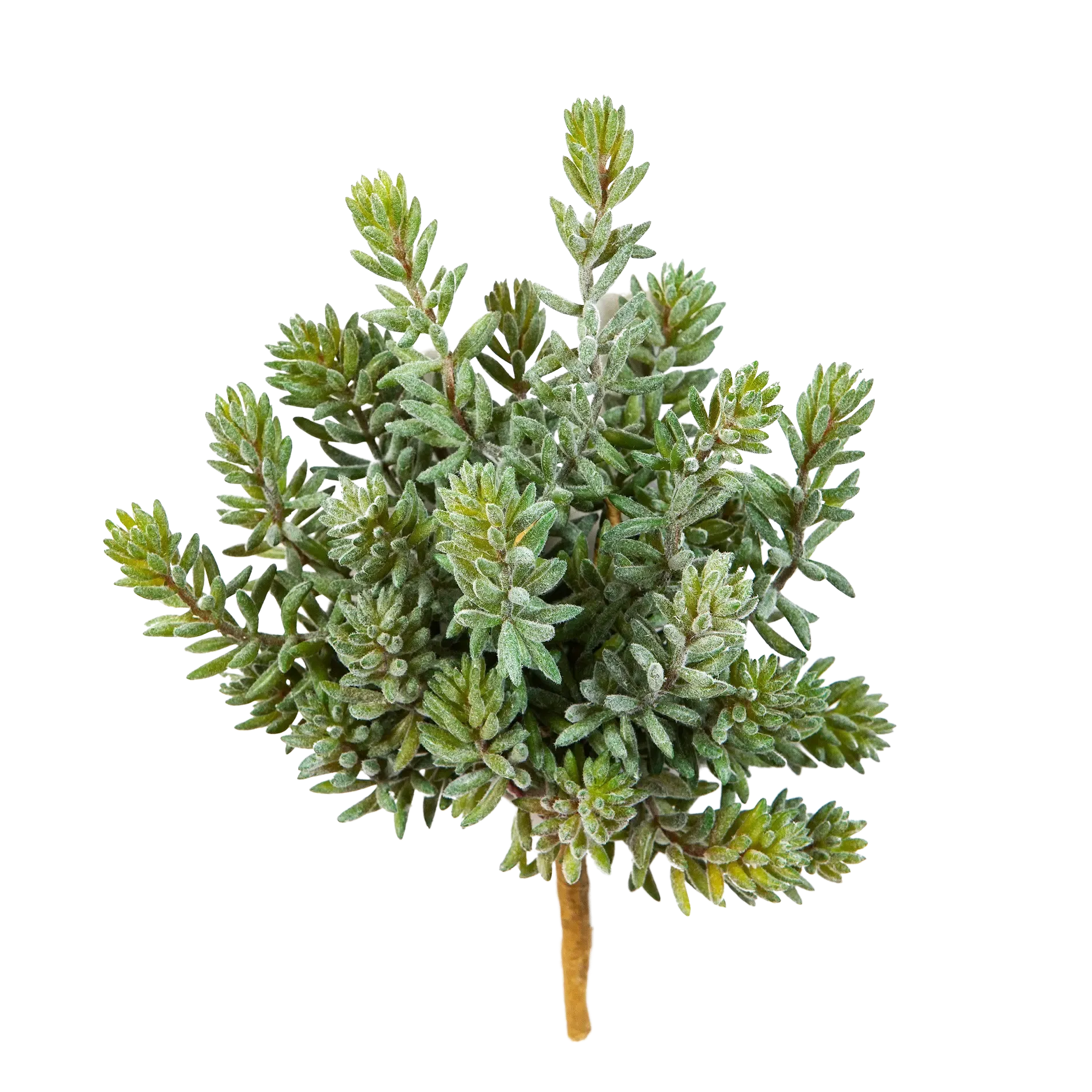 Künstliche Sedum - Helin | 20 cm