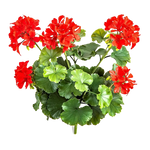 Künstliche Geranie - Zora | 39 cm, Steckpflanze