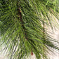 Künstlicher Pinien-Zweig - Friedrich | 70 cm | Kunstpflanze von aplanta