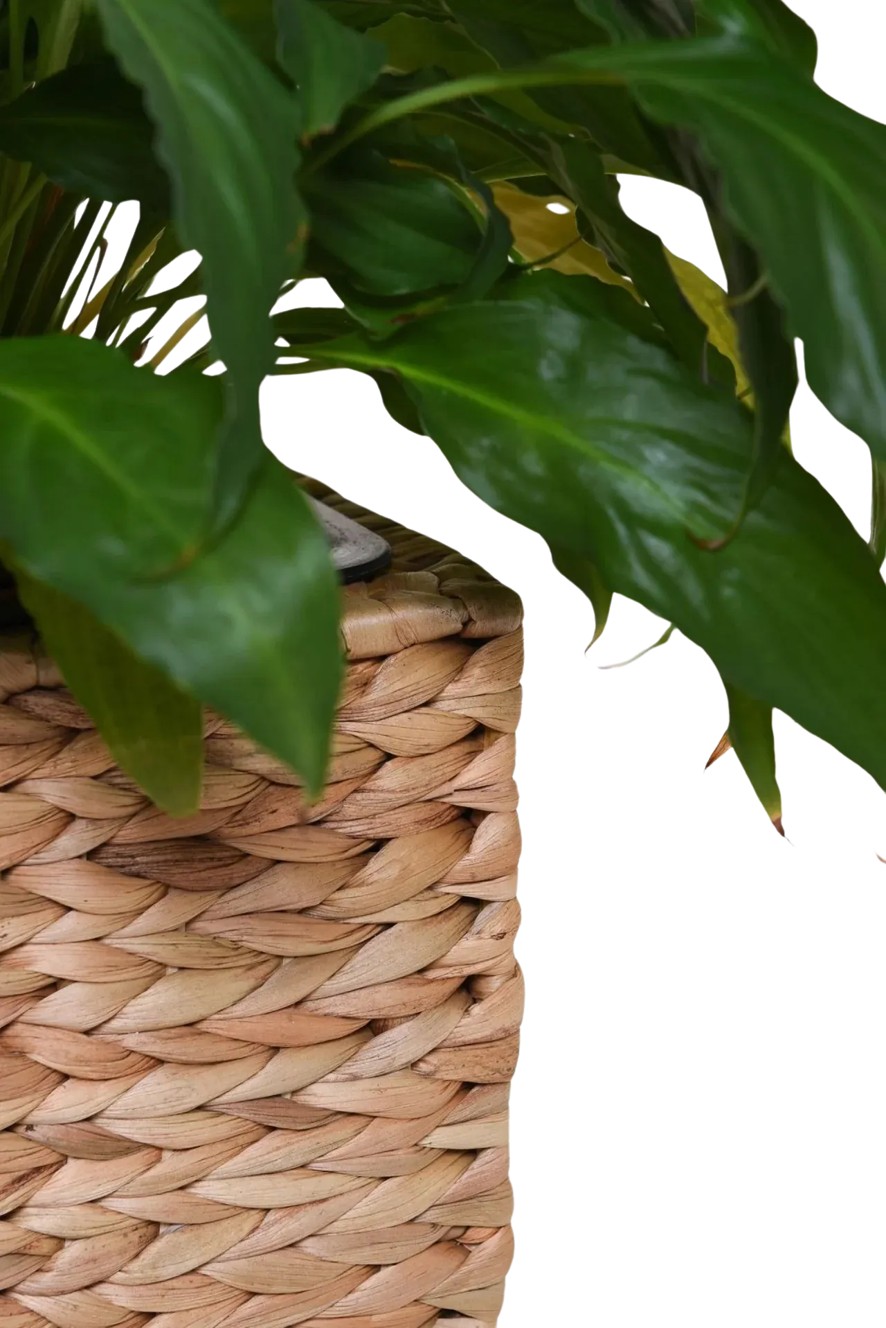 Pflanzkübel - Semina | 25x25x30 cm, Natur