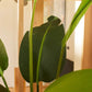Künstliche Strelitzia - Josephine, 230 cm, Kunstbaum von aplanta, in Natur, für drinnen