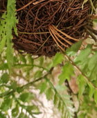 Künstlicher Hänge-Farn - Jolie | 35 cm