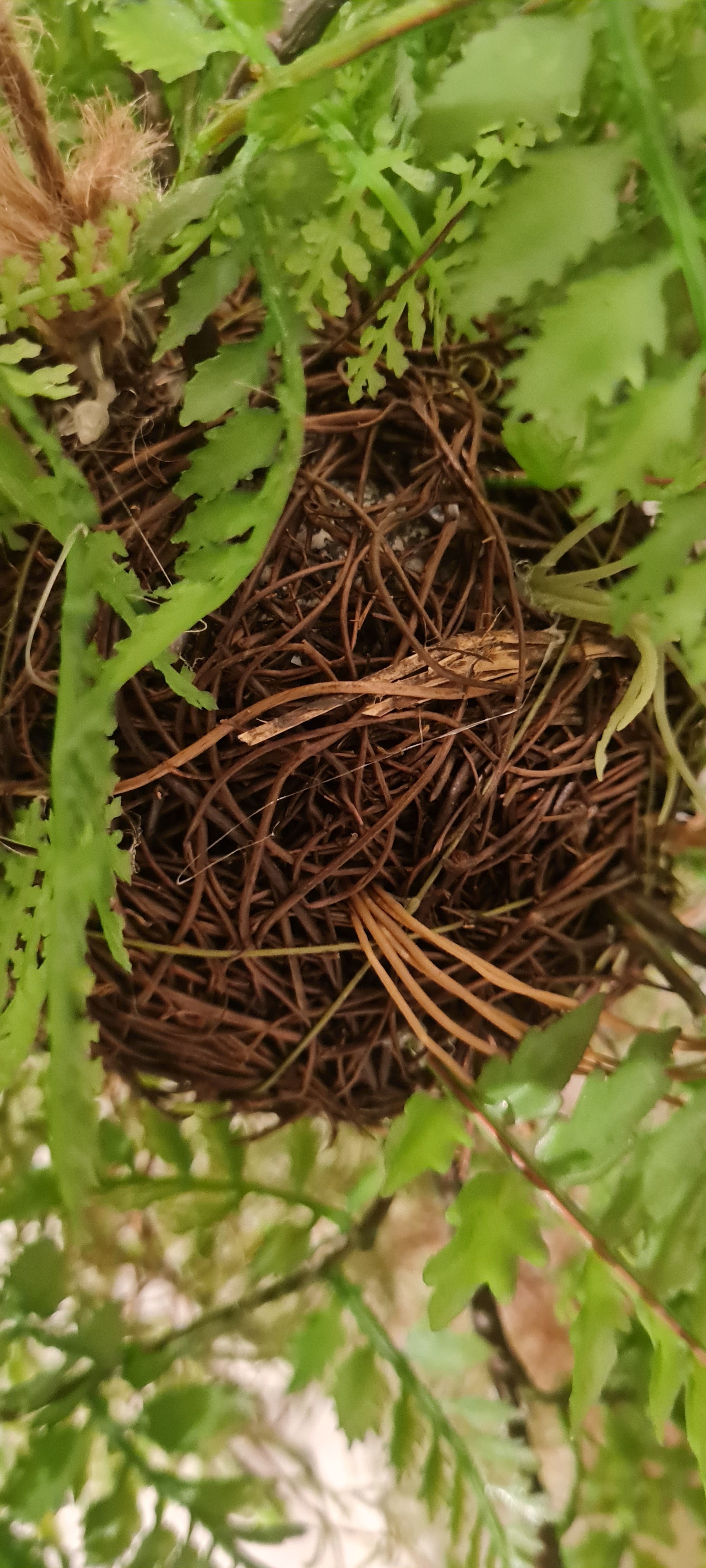 Künstlicher Hänge-Farn - Jolie | 35 cm