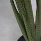 Künstliche Alocasia - Marco, 100 cm, Kunstpflanze von aplanta, in Grün, für drinnen