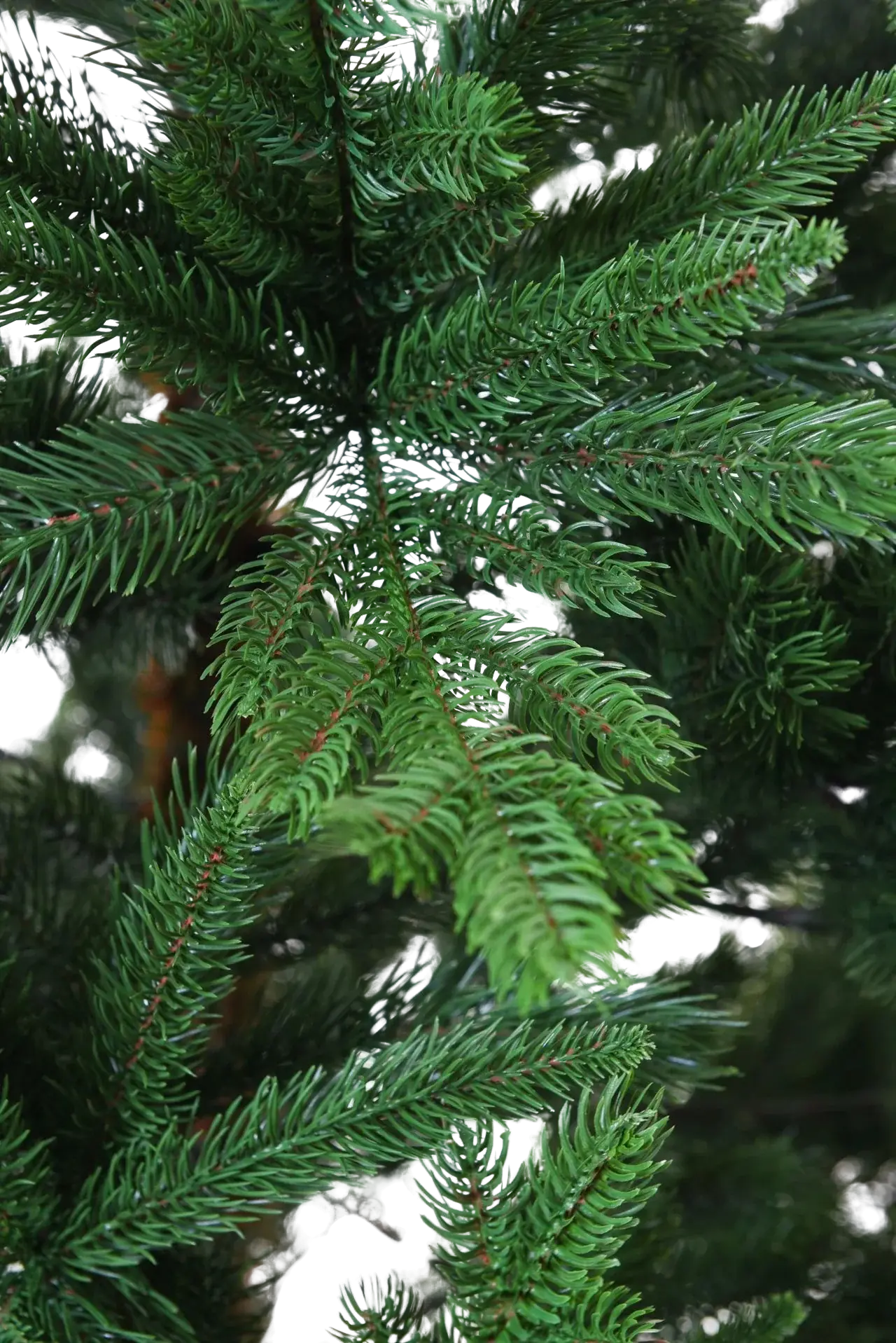 Künstlicher Weihnachtsbaum - Lucian | 240 cm