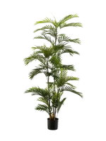 Hochwertige Kunstpalme auf transparentem Hintergrund mit echt wirkenden Kunstblättern in natürlicher Anordnung. Künstliche Phoenix Palme - Kira hat die Farbe Natur und ist 180 cm hoch. | aplanta Kunstpflanzen