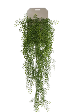 Künstlicher Hänge-Jasmin - Levin auf transparentem Hintergrund mit echt wirkenden Kunstblättern. Diese Kunstpflanze gehört zur Gattung/Familie der "Jasmin" bzw. "Kunst-Jasmin".