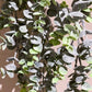 Künstlicher Hänge-Eucalyptus - Richard, 75 cm, Kunstpflanze von aplanta, Steckpflanze, in Natur, für drinnen