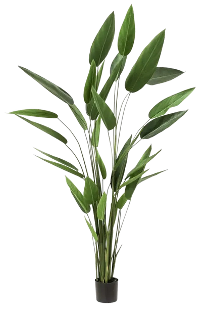 Künstliche Helikonie - Frida auf transparentem Hintergrund mit echt wirkenden Kunstblättern. Diese Kunstpflanze gehört zur Gattung/Familie der "Helikonien" bzw. "Kunst-Helikonien".