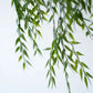 Hochwertiger Olivenbaum künstlich auf transparentem Hintergrund mit echt wirkenden Kunstblättern in natürlicher Anordnung. Künstlicher Hänge-Bambus - Kiana hat die Farbe Natur | aplanta Kunstpflanzen