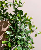 Künstlicher Hänge Kletterficus - Kjell | 80 cm | Kunstbaum von aplanta