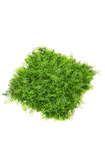 Künstliche Farn und Wacholder Matte - Nisa, 5 cm, Kunstpflanze von aplanta, UV-beständig, in Natur, für draußen