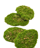 Moosplatten - Petit auf transparentem Hintergrund mit echt wirkenden Kunstblättern in natürlicher Anordnung. Moosplatten - Petit hat die Farbe Natur | aplanta Kunstpflanzen