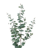 Hochwertiger Eukalyptus künstlich auf transparentem Hintergrund mit echt wirkenden Kunstblättern in natürlicher Anordnung. Künstlicher Eukalyptus Zweig - Coca hat die Farbe Grün und ist 115 cm hoch. | aplanta Kunstpflanzen