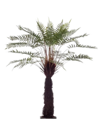Künstliches Farn-Bäumchen - Saki auf transparentem Hintergrund mit echt wirkenden Kunstblättern in natürlicher Anordnung. Künstliches Farn-Bäumchen - Saki hat die Farbe Natur und ist 125 cm hoch. | aplanta Kunstpflanzen