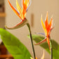 Künstliche Strelitzia - Constantin, 120 cm, Kunstbaum von aplanta, in Grün, für drinnen