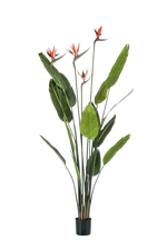 Künstliche Strelitzia - Christian auf transparentem Hintergrund mit echt wirkenden Kunstblättern. Diese Kunstpflanze gehört zur Gattung/Familie der "Strelitzias" bzw. "Kunst-Strelitzias".