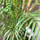 Künstliche Bergpalme - Nadine, 120 cm, Kunstbaum von aplanta, im schwarzen Topf, in Natur, für drinnen