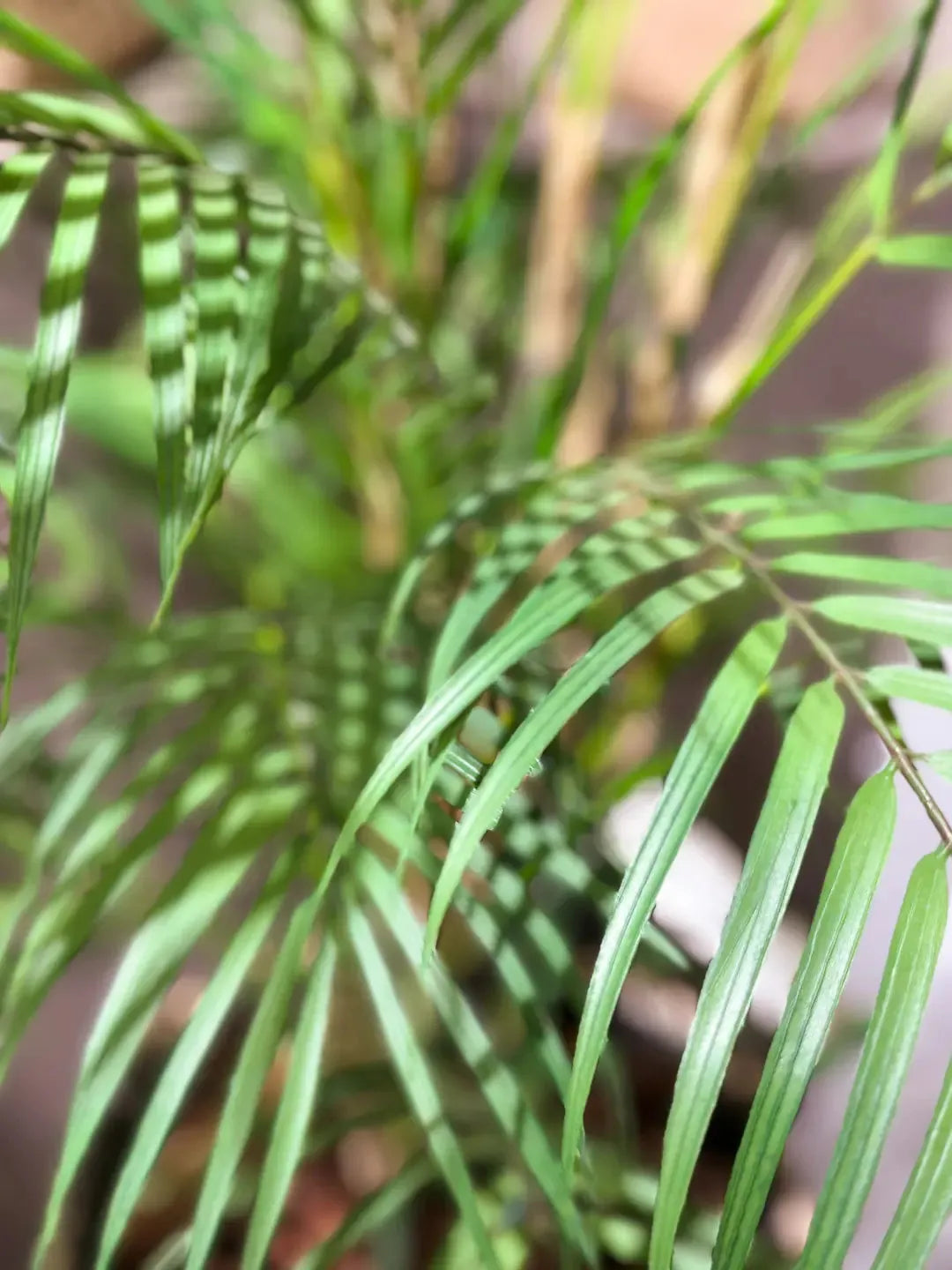 Hochwertige Kunstpalme auf transparentem Hintergrund mit echt wirkenden Kunstblättern in natürlicher Anordnung. Künstliche Bergpalme - Nadine hat die Farbe Natur und ist 120 cm hoch. | aplanta Kunstpflanzen