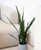 Künstlicher Bogenhanf - Jette | 97 cm