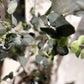 Künstlicher Eucalyptus Baum - Christopher, 120 cm, Kunstbaum von aplanta, in Natur, für drinnen