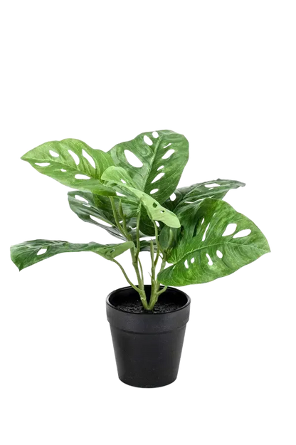 Hochwertige Monstera Kunstpflanze auf transparentem Hintergrund mit echt wirkenden Kunstblättern in natürlicher Anordnung. Künstliche Monstera - Jonah hat die Farbe Natur und hat eine Höhe von 30 cm | aplanta Kunstpflanzen
