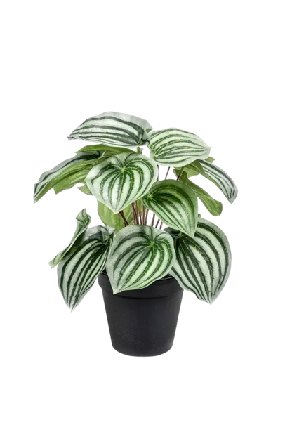 Künstliche Peperomia - Klara, 25 cm, Kunstpflanze von aplanta, im schwarzen Topf, in Natur, für drinnen