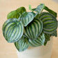 Künstliche Peperomia - Klara, 25 cm, Kunstpflanze von aplanta, im schwarzen Topf, in Natur, für drinnen