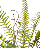 Künstlicher Schwertfarn - Sen | 69 cm