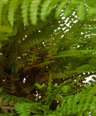 Künstlicher Frauenfarn - Talos | 55 cm