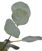 Künstlicher Eucalyptus Baum - Parla | 150 cm