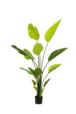 Künstliche Strelitzia - Colin auf transparentem Hintergrund mit echt wirkenden Kunstblättern. Diese Kunstpflanze gehört zur Gattung/Familie der "Strelitzias" bzw. "Kunst-Strelitzias".