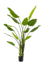 Künstliche Strelitzia - Colin auf transparentem Hintergrund mit echt wirkenden Kunstblättern. Diese Kunstpflanze gehört zur Gattung/Familie der "Strelitzias" bzw. "Kunst-Strelitzias".