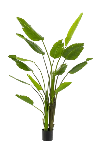 Künstliche Strelitzia - Colin auf transparentem Hintergrund mit echt wirkenden Kunstblättern. Diese Kunstpflanze gehört zur Gattung/Familie der "Strelitzias" bzw. "Kunst-Strelitzias".