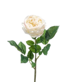 Hochwertige Hortensie künstlich auf transparentem Hintergrund mit echt wirkenden Kunstblättern in natürlicher Anordnung. Künstliche Rose - Miranda hat die Farbe Creme und ist 60 cm hoch. | aplanta Kunstpflanzen