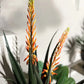 Künstliche Aloe - Paulina, 80 cm, Kunstpflanze von aplanta, im schwarzen Topf, in Natur, für drinnen