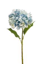 Hochwertige Hortensie künstlich auf transparentem Hintergrund mit echt wirkenden Kunstblättern in natürlicher Anordnung. Künstliche Hortensie - Dilli hat die Farbe Natur und ist 52 cm hoch. | aplanta Kunstpflanzen