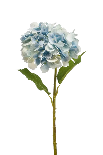 Hochwertige Hortensie künstlich auf transparentem Hintergrund mit echt wirkenden Kunstblättern in natürlicher Anordnung. Künstliche Hortensie - Dilli hat die Farbe Natur und ist 52 cm hoch. | aplanta Kunstpflanzen