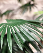 Künstliche Livistona Palme - Flo | 240 cm