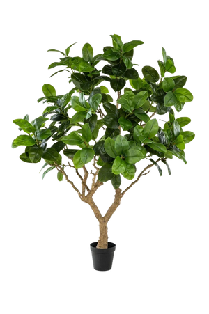 Künstlicher Gummibaum - Temptus | 240 cm
