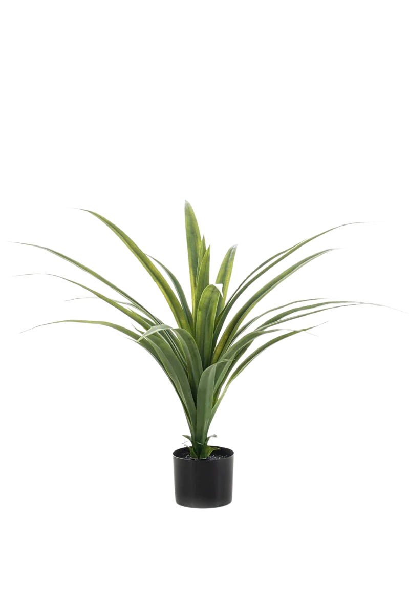 Künstlicher Drachenbaum - Sisu | 80 cm