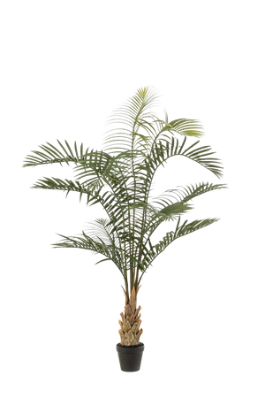 Künstliche Areca Palme - Suri | 120 cm