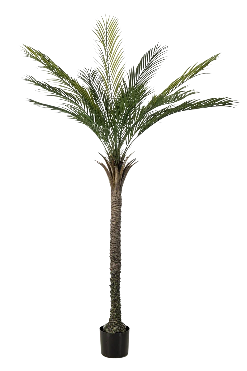 Künstliche Palme - Pitus | 180 cm