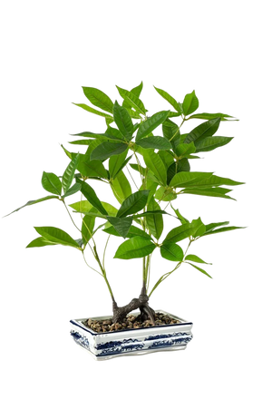 Künstlicher Bonsai - Sally | 62 cm