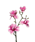 Künstliche Magnolien Zweig - Matilda auf transparentem Hintergrund mit echt wirkenden Kunstblättern in natürlicher Anordnung. Künstliche Magnolien Zweig - Matilda hat die Farbe pink und ist 80 cm hoch. | aplanta Kunstpflanzen