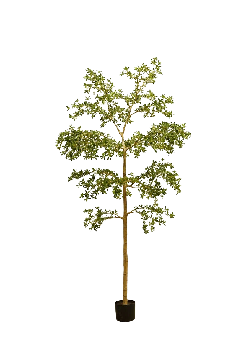 Künstlicher schwarzer Olivenbaum - Finja | 290 cm