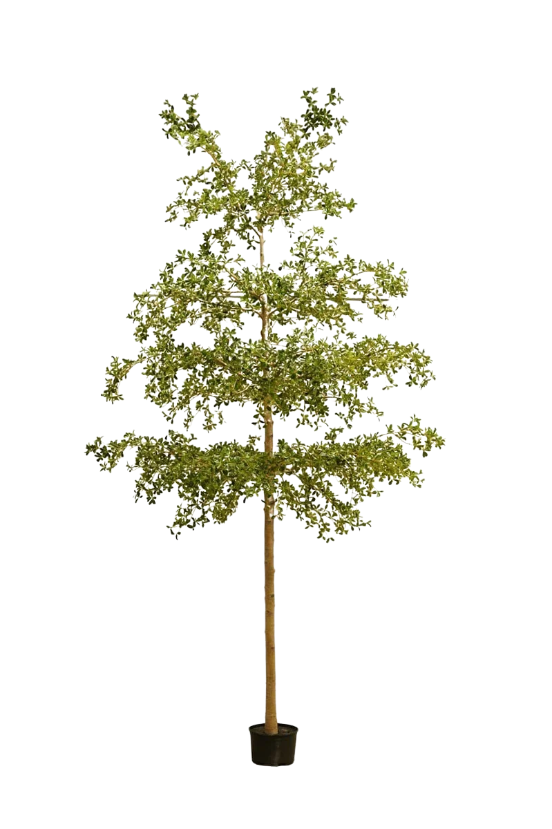 Künstlicher schwarzer Olivenbaum - Finja | 390 cm