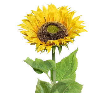 Künstliche Sonnenblume - Sunny auf transparentem Hintergrund mit echt wirkenden Kunstblättern in natürlicher Anordnung. Künstliche Sonnenblume - Sunny hat die Farbe Gelb und ist 134 cm hoch. | aplanta Kunstpflanzen